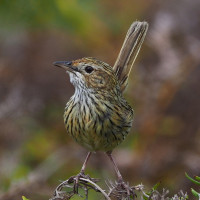 Striated Fieldwren